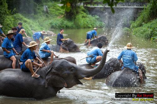 ศูนย์อนุรักษ์ช้างไทย
